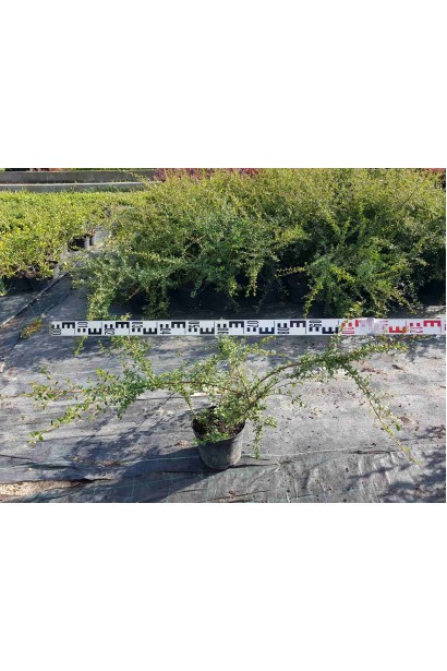 Кизильник гибридный Скогольм - 3л/вис.55-75см/Ø60-90см